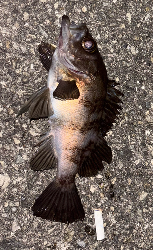 メバルの釣果