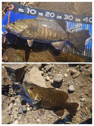 スモールマウスバスの釣果