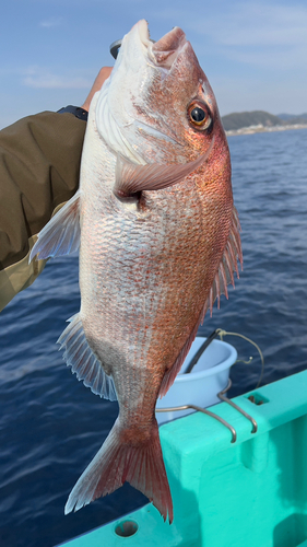 マダイの釣果