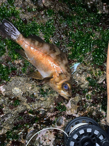 メバルの釣果