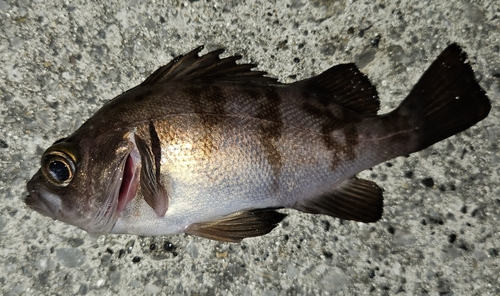 メバルの釣果