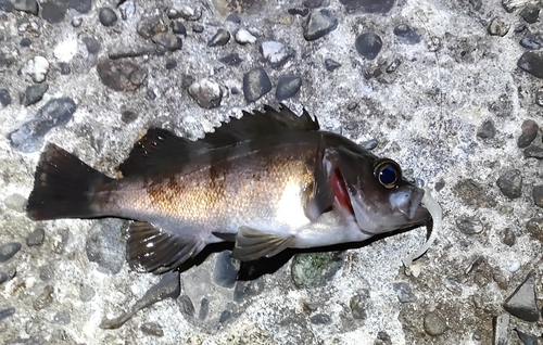 メバルの釣果