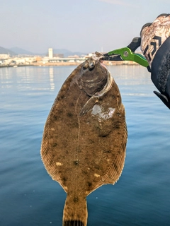 カレイの釣果