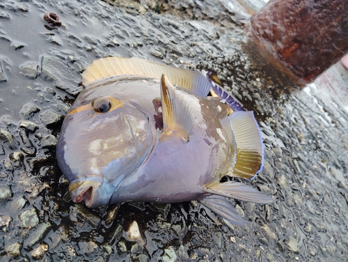 沖永良部島