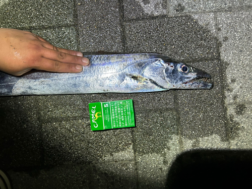 タチウオの釣果