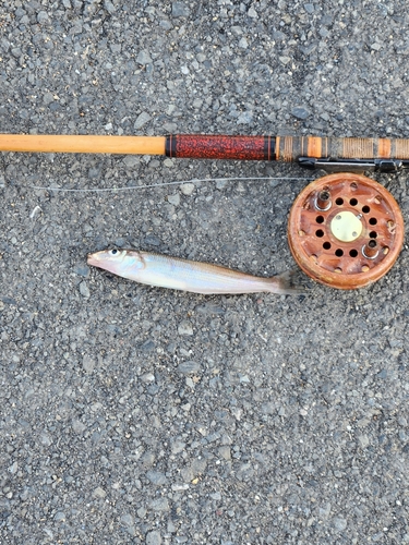 シロギスの釣果