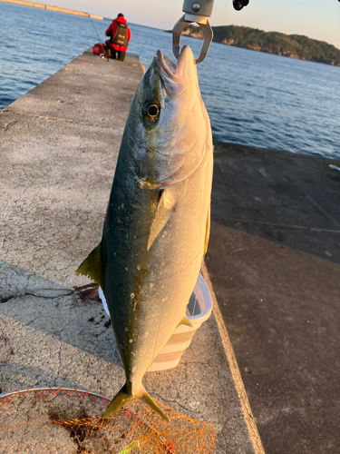 ヒラマサの釣果