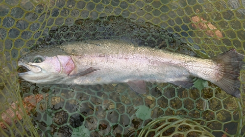 ニジマスの釣果