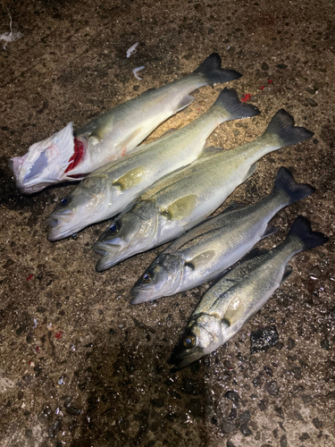 シーバスの釣果