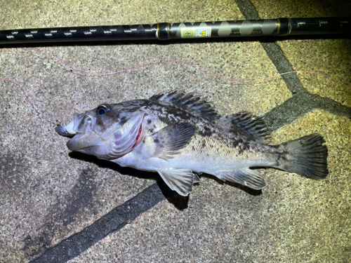 クロソイの釣果