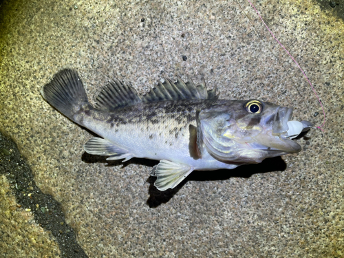 クロソイの釣果