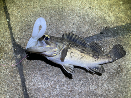 クロソイの釣果