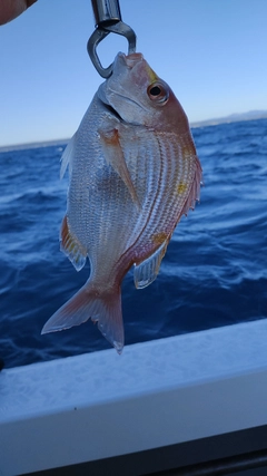 キダイの釣果