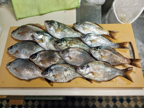 マタナゴの釣果