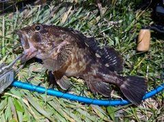 ガシラの釣果