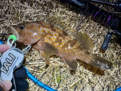 アコウの釣果