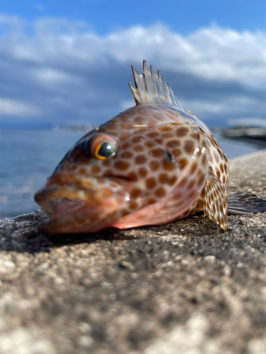 鹿児島湾南部