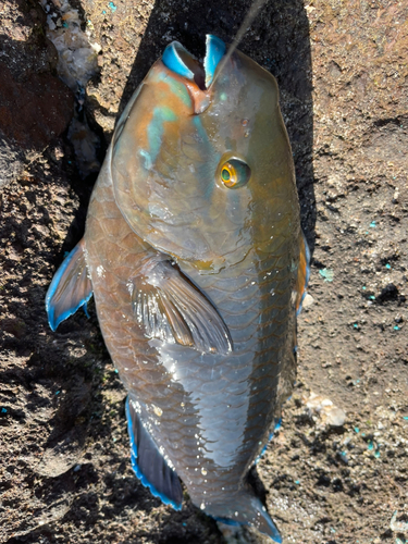 アオブダイの釣果