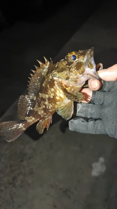 カサゴの釣果