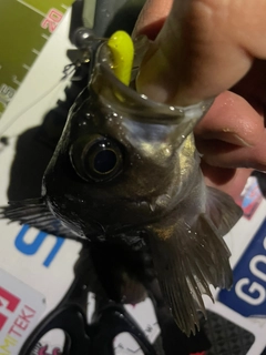 メバルの釣果