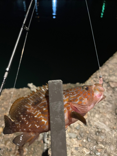 キジハタの釣果