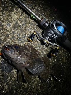 ムラソイの釣果