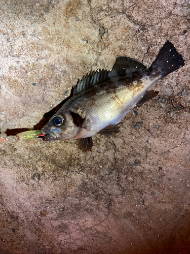 メバルの釣果