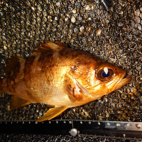 メバルの釣果