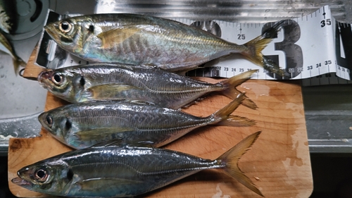 マアジの釣果