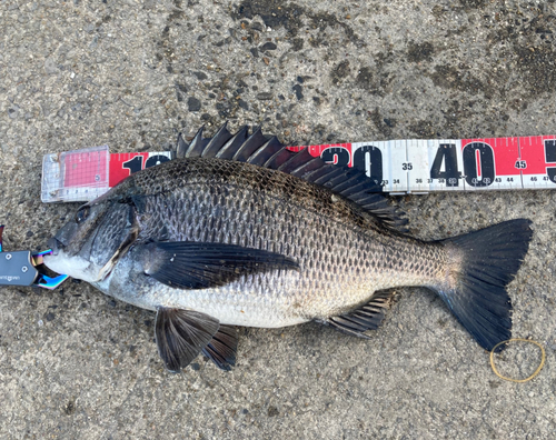 クロダイの釣果