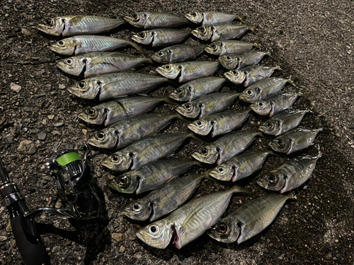 アジの釣果