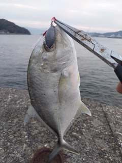 メッキの釣果