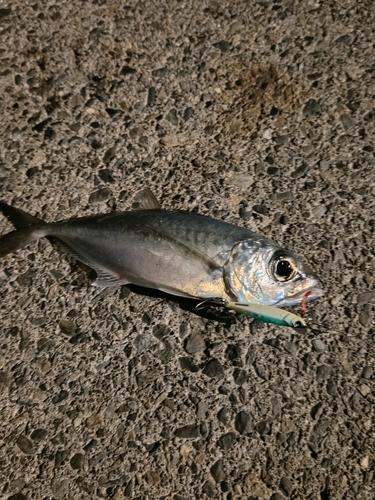 メアジの釣果