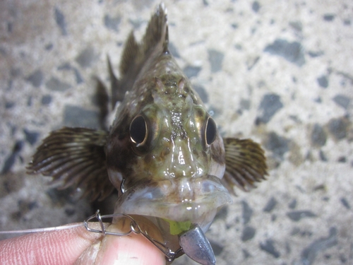 カサゴの釣果