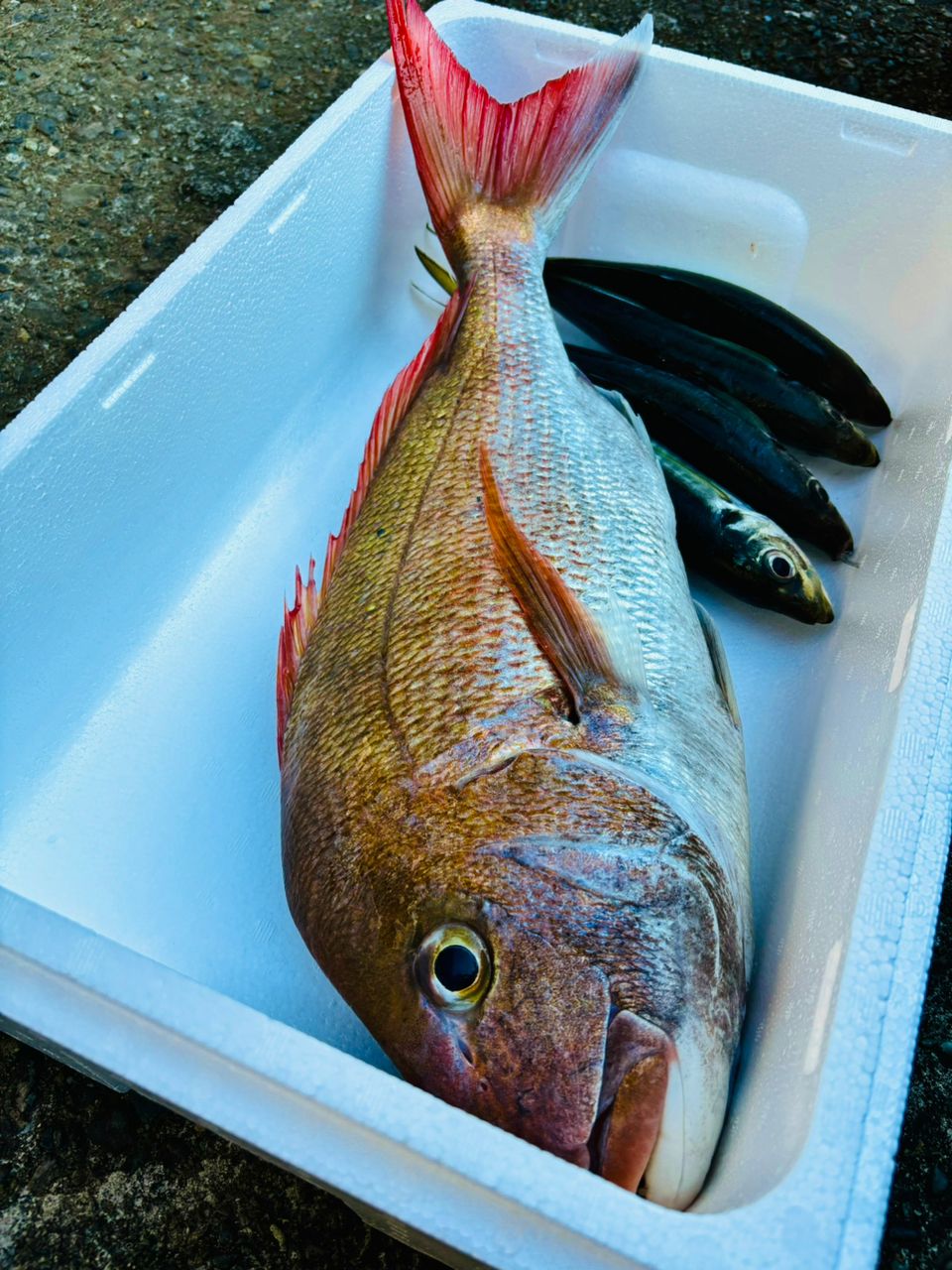 中乗りゆずまるさんの釣果 2枚目の画像