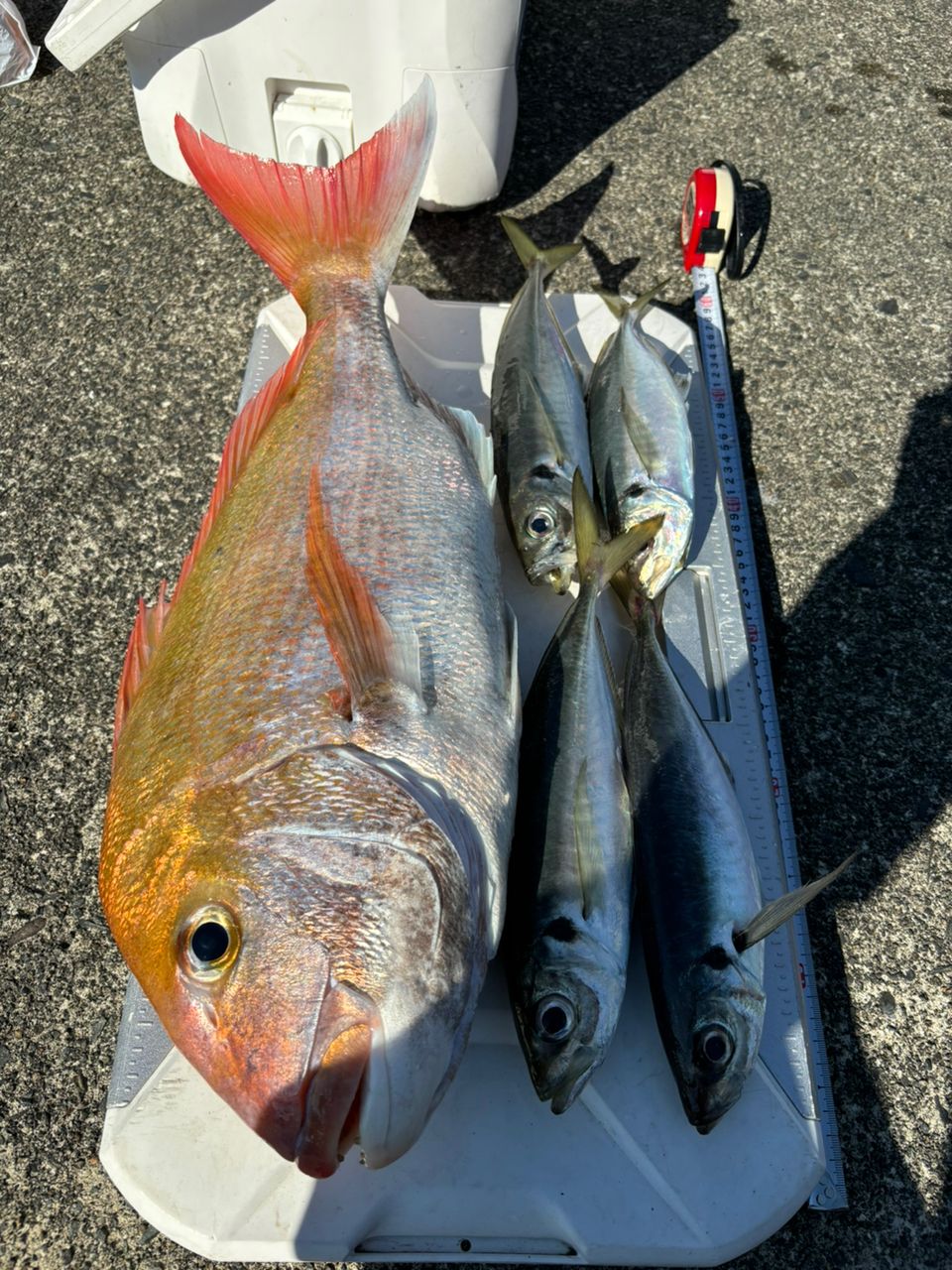 中乗りゆずまるさんの釣果 3枚目の画像