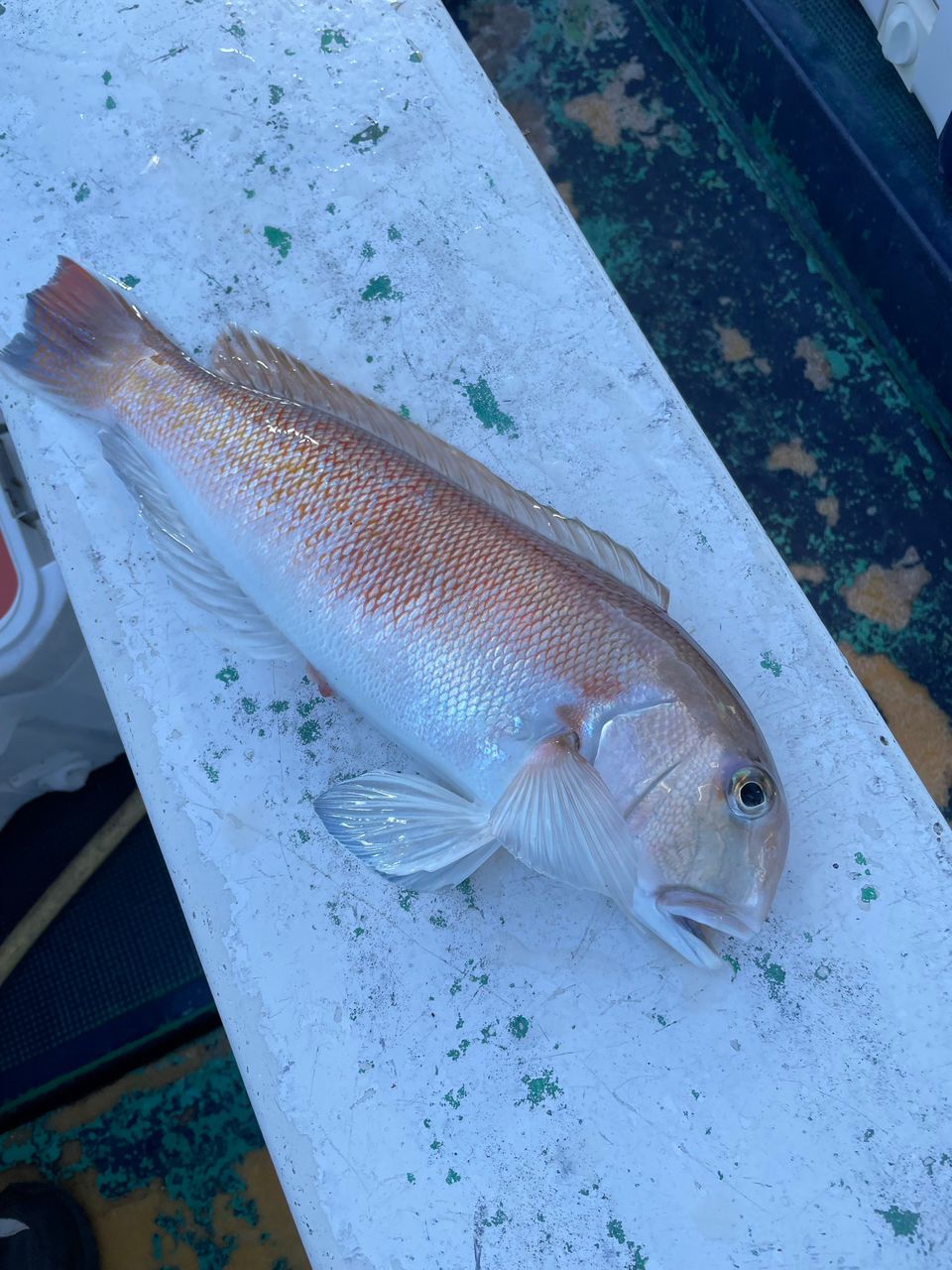 中乗りゆずまるさんの釣果 2枚目の画像