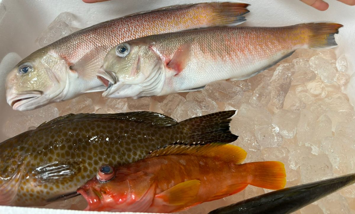 中乗りゆずまるさんの釣果 3枚目の画像