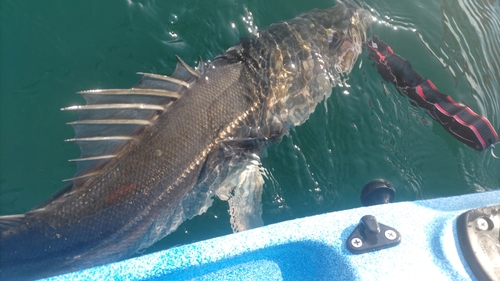 スズキの釣果