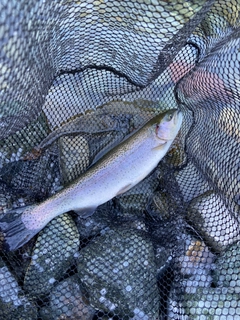 ニジマスの釣果