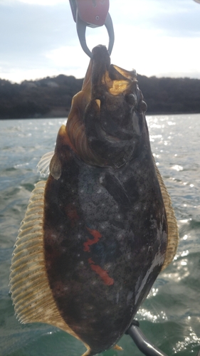 ヒラメの釣果