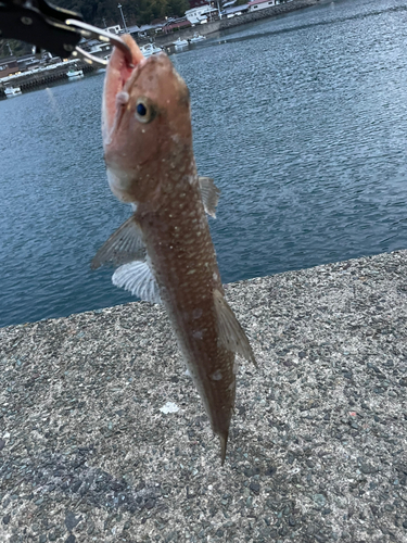 エソの釣果