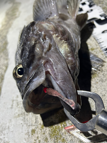 クロソイの釣果