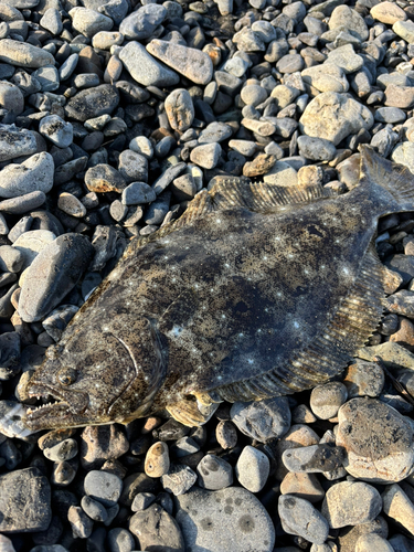 ヒラメの釣果