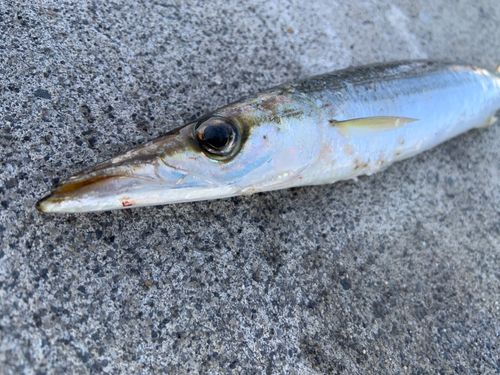 カマスの釣果