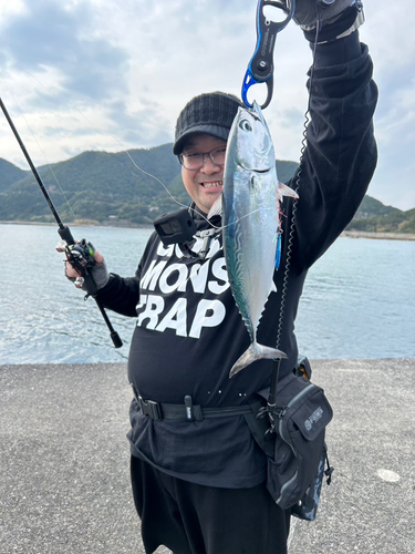 マルソウダの釣果