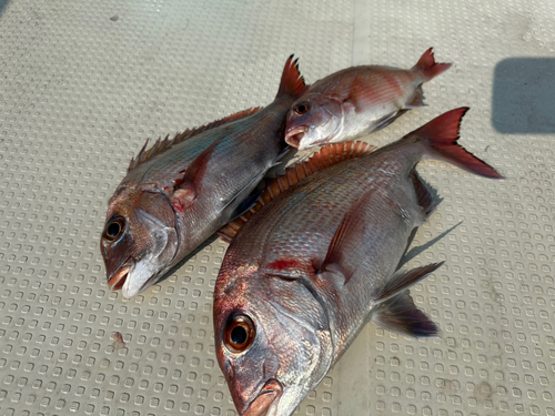 タイの釣果