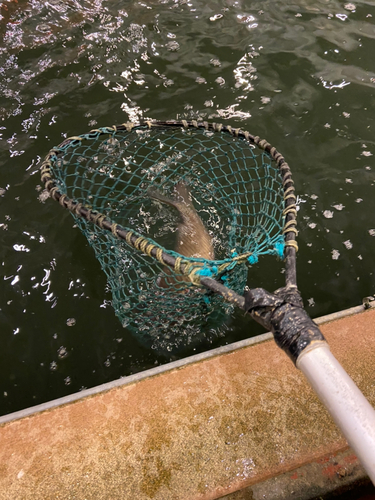 コイの釣果