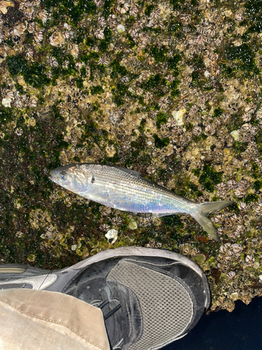 コノシロの釣果