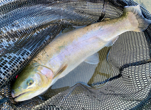 スチールヘッドの釣果